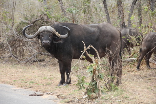 Kruger National Park, South Africa